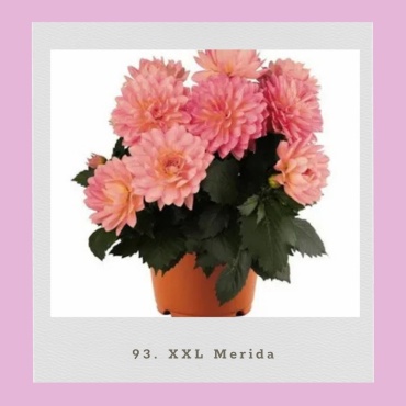 Георгина бордюрная XXL Merida (Черенок для посадки)