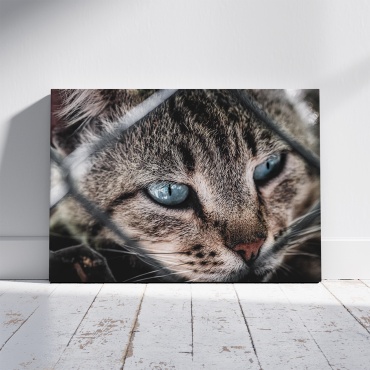 PEMIKAN CRAFT картина Полосатая кошка с голубыми глазами 70x50 см