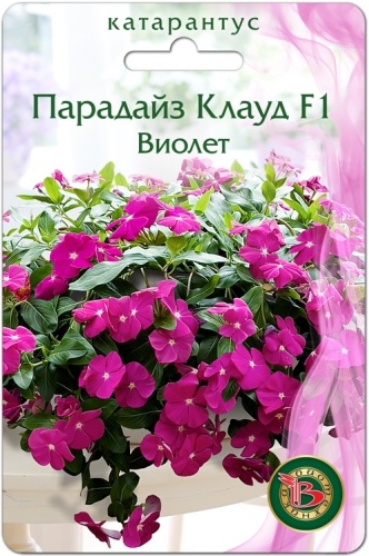 Биотехника катарантус Парадайз Клауд F1 Виолет