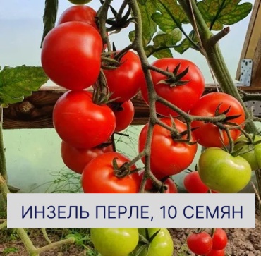 Томат Инзель Перле
