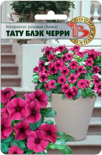 Биотехника катарантус розовый (Винка) Тату Блэк Черри