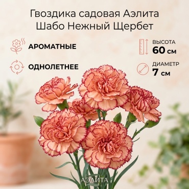 Аэлита гвоздика Шабо нежный щербет