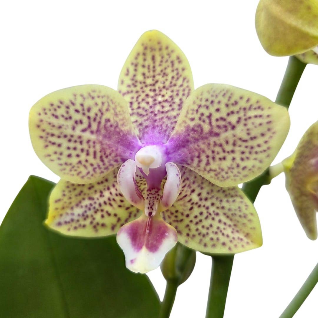 Фото 2