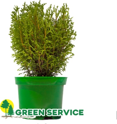 Саженец Green Service туя Tiny Tim, зеленый