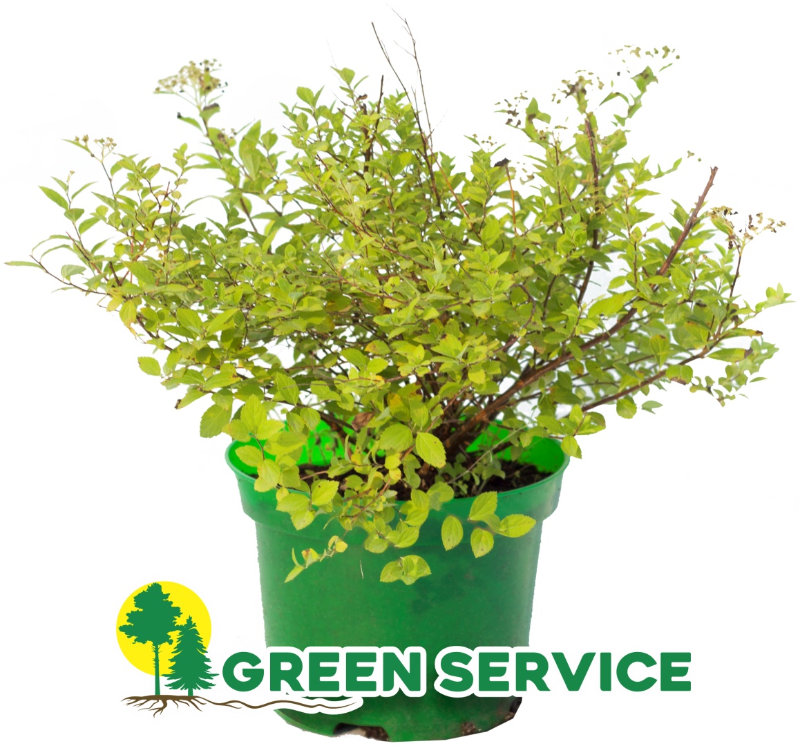 Green Service спирея Little Princess