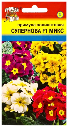 Урожай удачи примула Полиантовая Супернова F1