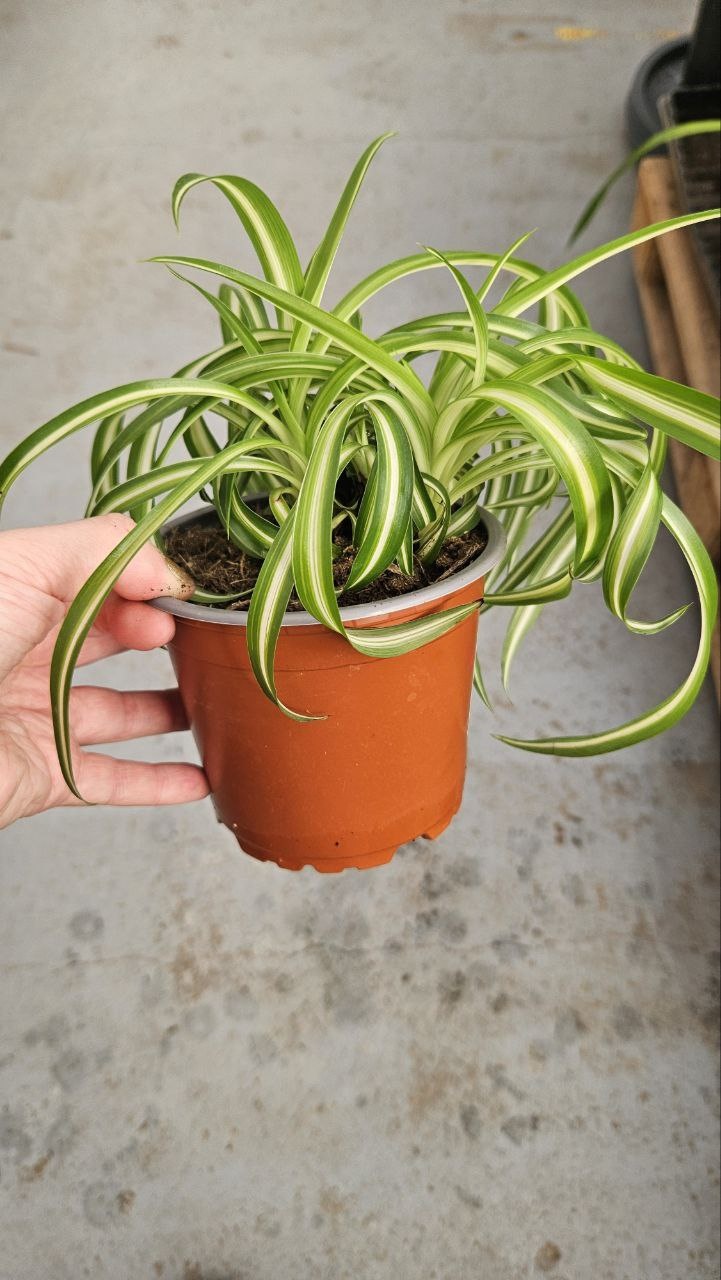 Растение настольное: хлорофитум Green Heaven 867563975 многолетнее 18 см