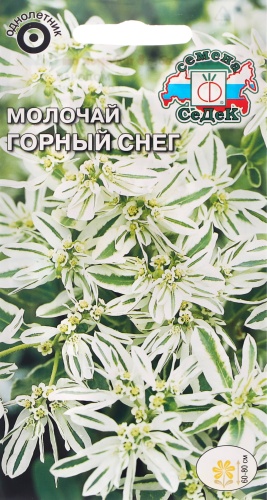 СеДеК молочай ГОРНЫЙ СНЕГ