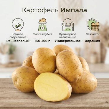 Семена Алтая картофель Импала