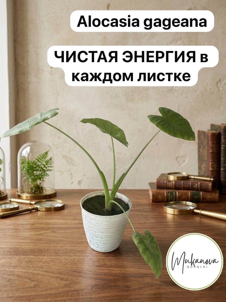 Растение настольное: алоказия Alocasia gageana многолетнее 30 см