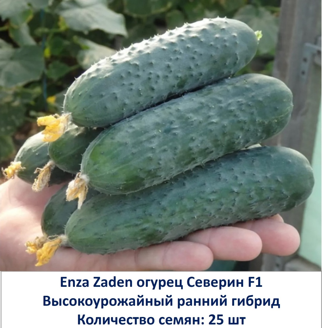 Купить Enza Zaden огурец Северин F1 25 семян в Алматы – Магазин на Kaspi.kz