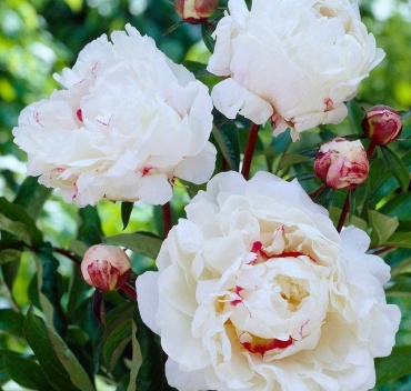 Фото 3