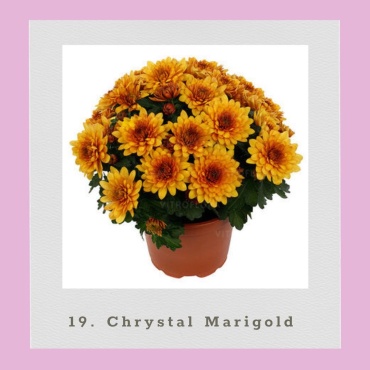 Хризантема Chrystal Marigold (Черенок для посадки)