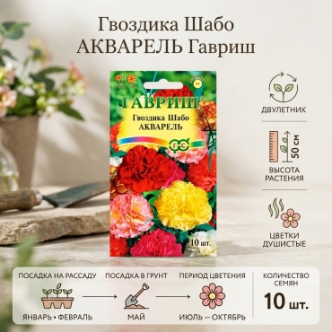 Гавриш гвоздика Шабо АКВАРЕЛЬ