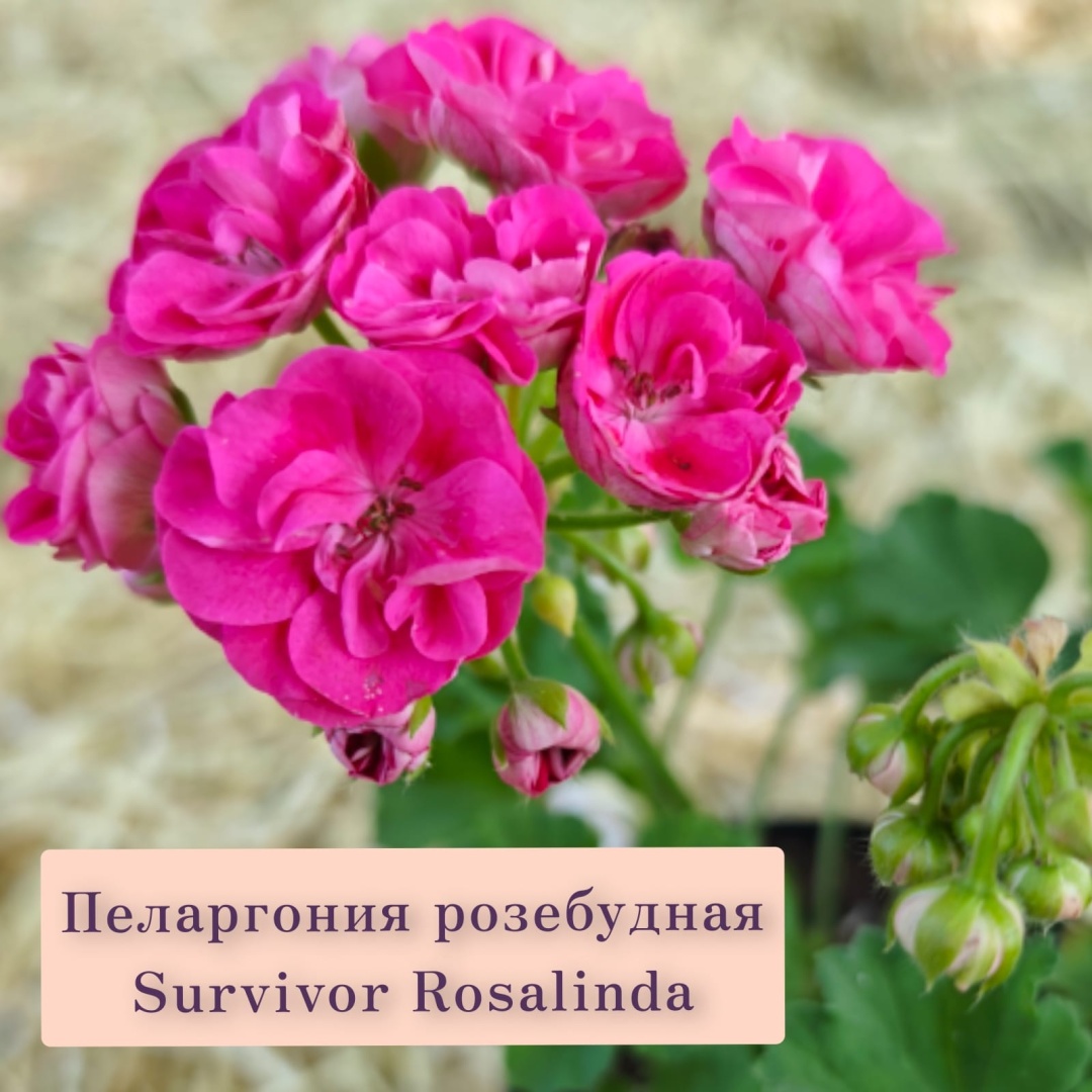 Сад Марьям/Мәриям Бақша пеларгония Survivor Rosalinda (2 растения)