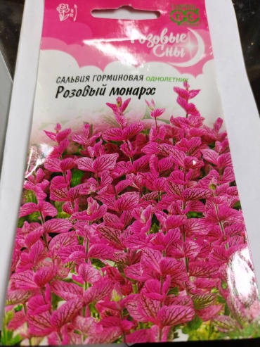 Гавриш сальвия Розовый монарх
