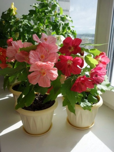 Фото 2