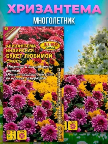 Аэлита хризантема Индийский Букет любимой смесь