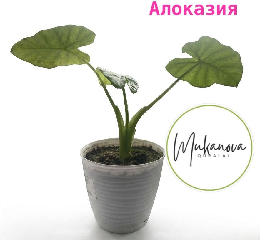 Растение настольное: алоказия Алоказия многолетнее 30 см
