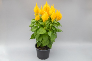 Фото 2