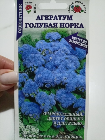 Золотая сотка Алтая агератум Голубая норка