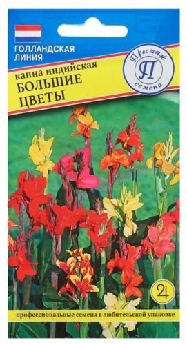 Престиж канна Индийская Большие Цветы