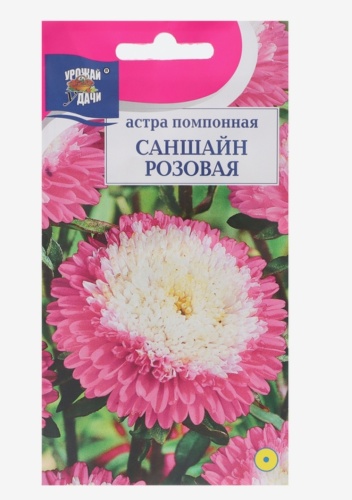 Урожай удачи астра Саншайн розовая