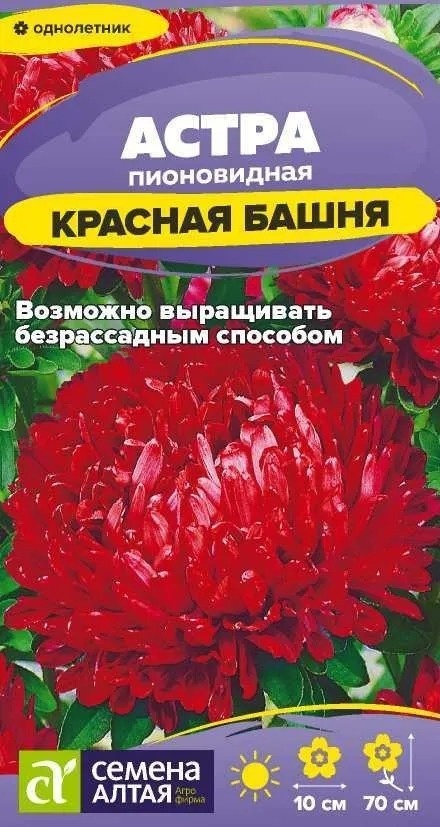 Семена Алтая астра ПИОНОВИДНАЯ КРАСНАЯ БАШНЯ