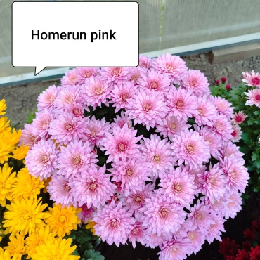 ИП Ашихмина хризантема Homerun Pink