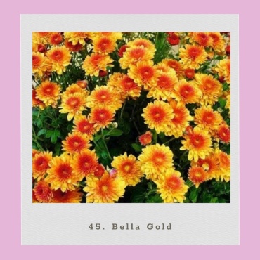 Хризантема корейская Bella Gold (Черенок для посадки)