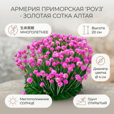 Золотая сотка Алтая армерия Армерия приморская Роуз