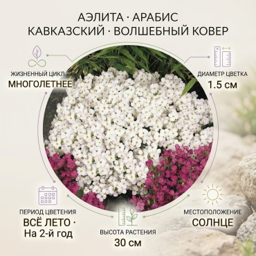 Аэлита арабис кавказский Волшебный ковер