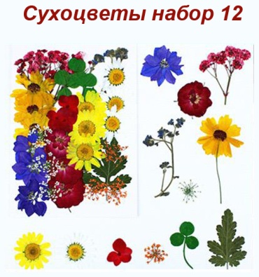 Сухоцвет ART Сухоцветы набор 12