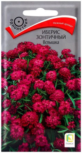 Поиск иберис Вспышка