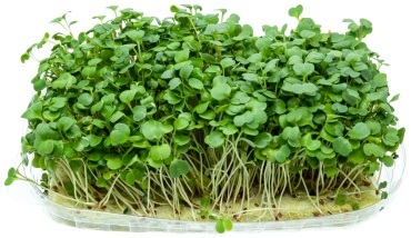 Микрозелень Fresh 365 руккола 125 г