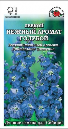 Золотая сотка Алтая левкой Нежный Аромат голубой