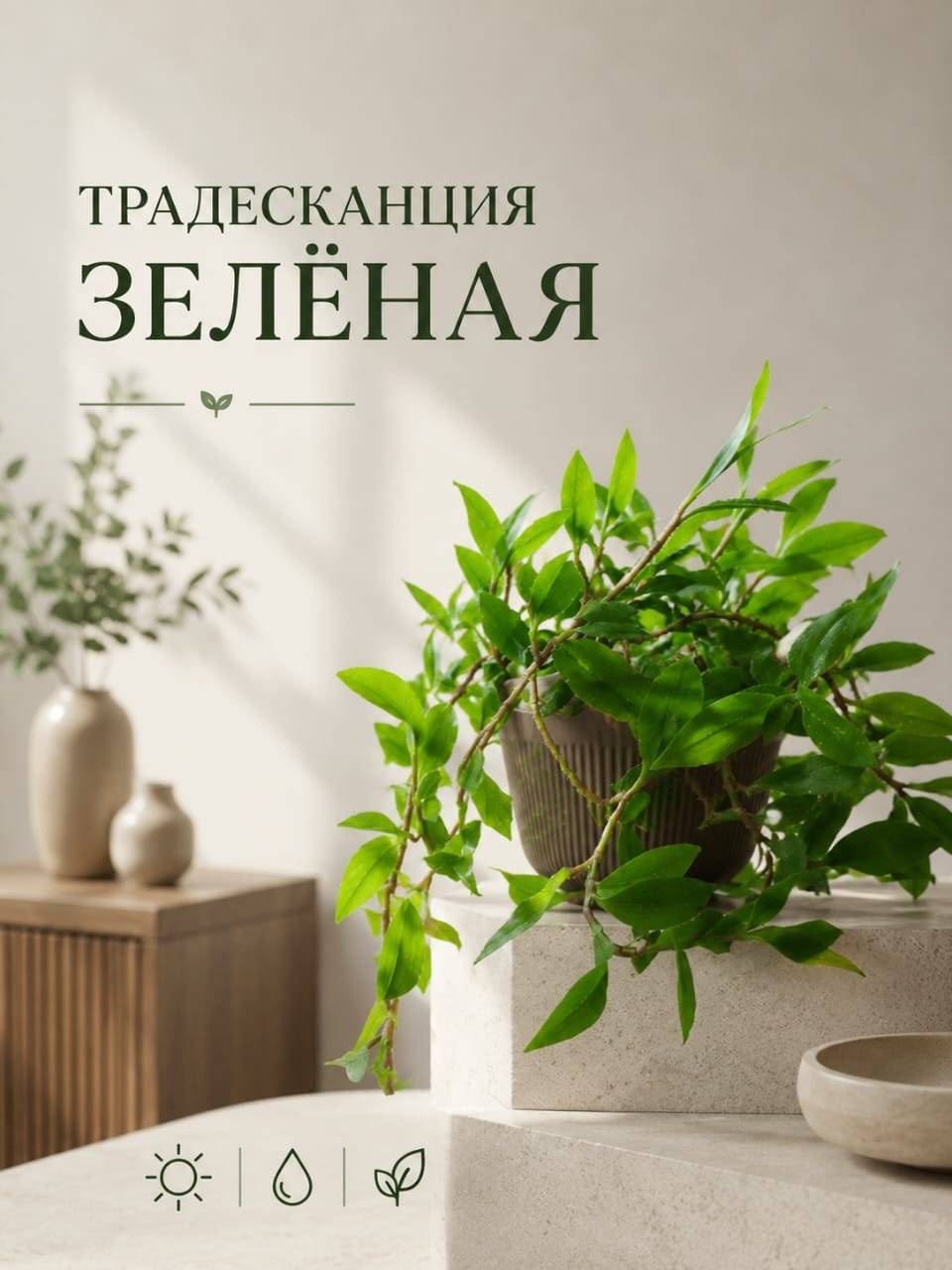 Растение настольное: традесканция Gf15 многолетнее 60 см