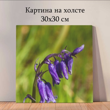 Quantum картина Растения и цветы 30x30 см