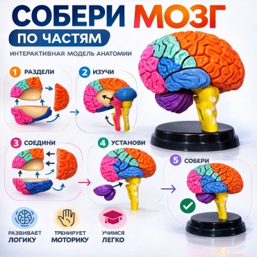 Модель головного мозга пластик