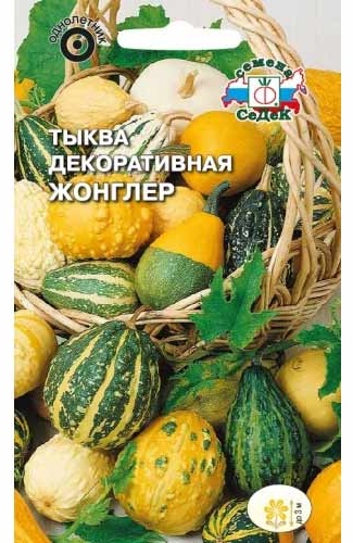 СеДеК тыква Жонглер декоративная