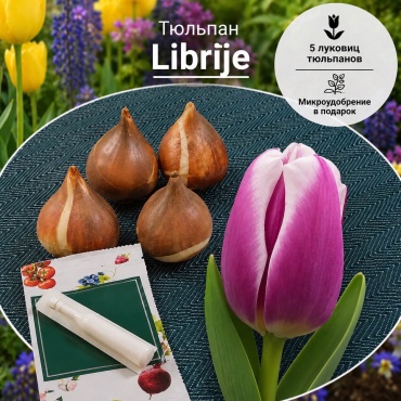 Тюльпан Librije