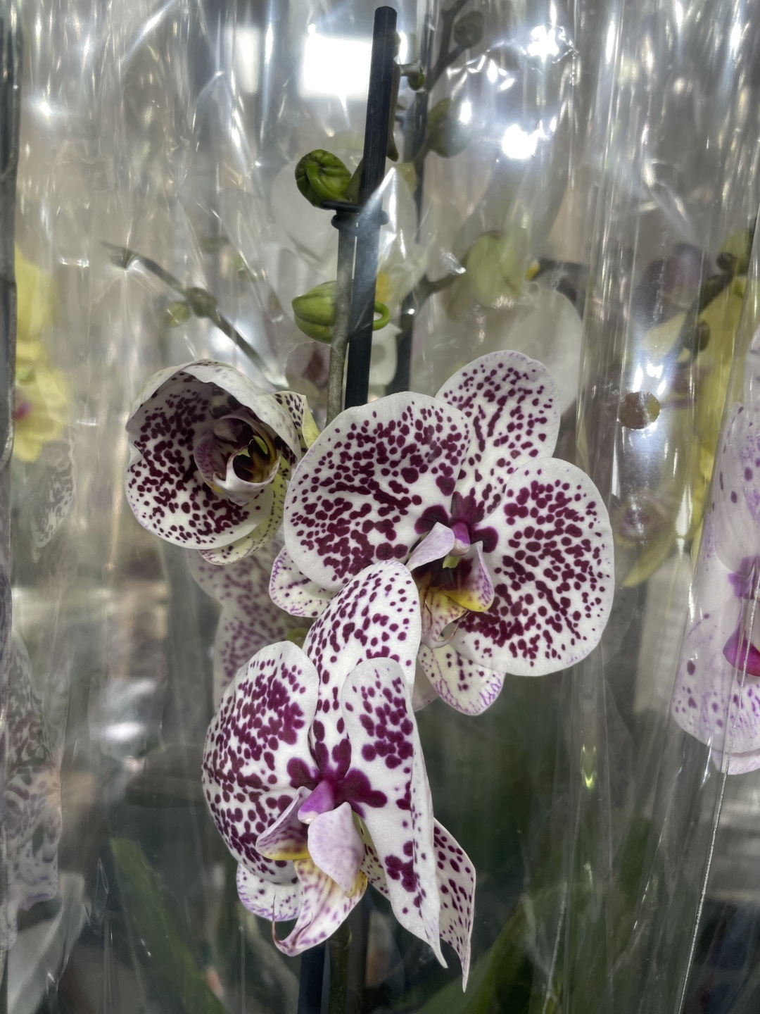 Фото 6