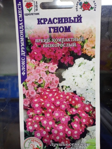 Золотая сотка Алтая флокс Красивый гном