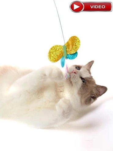 Japan Premium Pet дразнилка для самостоятельных игр полиэстер