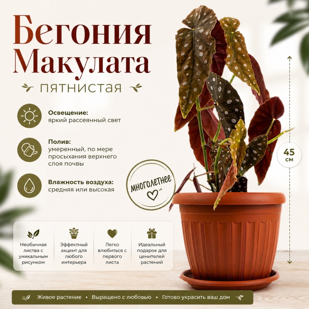 Растение настольное: бегония IVI Макулата FLR26-4 многолетнее 45 см