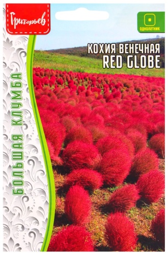 Григорьев кохия Red Globe венечная