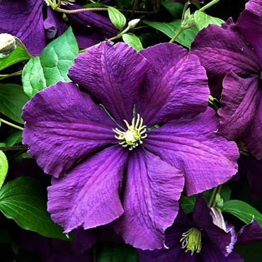 Клематис Etoile Violette/Этуаль Виолетт