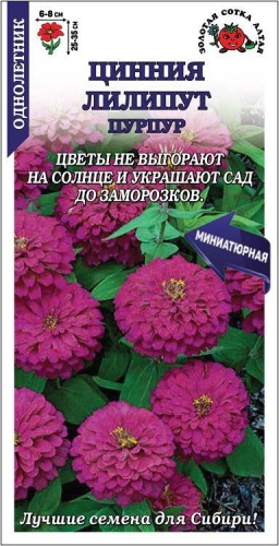 Золотая сотка Алтая цинния Лилипут Пурпур