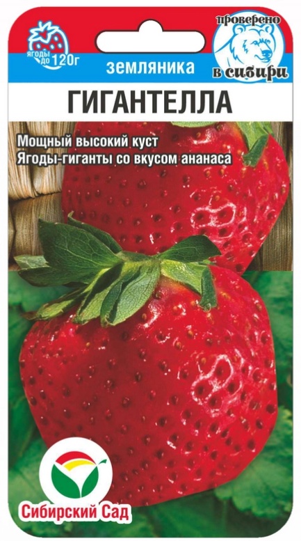 Сибирский сад земляника Гигантелла