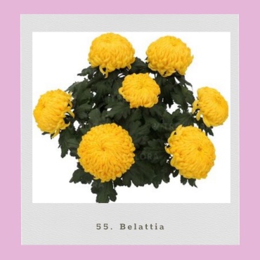Хризантема горшечная Belattia (Черенок для посадки)